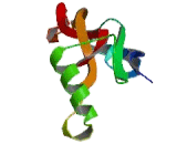 Bone Morphogenetic Protein 15 (BMP15)