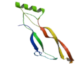 Bone Morphogenetic Protein 7 (BMP7)