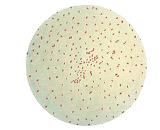 Bordetella Pertussis (BP)