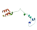 Brain Expressed Protein, X-Linked 1 (BEX1)