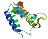 Mitochondrial Pyruvate Carrier Protein 2 (MPC2)