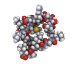 Brain Natriuretic Peptide (BNP)