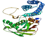 Branched Chain Alpha-Ketoacid Dehydrogenase Kinase (BCKDK)