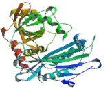 Branched Chain Aminotransferase 1, Cytosolic (BCAT1)