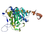 Branched Chain Keto Acid Dehydrogenase E1 Alpha (BCKDHa)