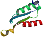 Branched Chain Keto Acid Dehydrogenase E1 Beta (BCKDHb)