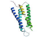 Breast Cancer Anti-Estrogen Resistance 1 (BCAR1)