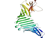 Breast Carcinoma Amplified Sequence 1 (BCAS1)