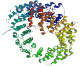 Brefeldin A Inhibited Guanine Nucleotide Exchange Protein 3 (BIG3)