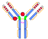 Brentuximab (BTX)