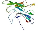 Brix Domain Containing Protein 2 (BXDC2)