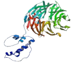 Bromodomain And WD Repeat Containing Protein 1 (BRWD1)