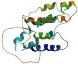 Chemokine C-X-C-Motif Receptor 5 (CXCR5)