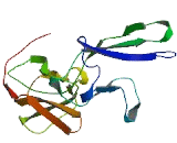 Butyrophilin Like Protein 1 (BTNL1)