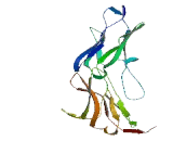 Butyrophilin Like Protein 5 (BTNL5)