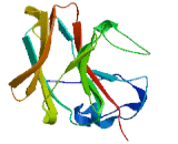 Butyrophilin Like Protein 7 (BTNL7)