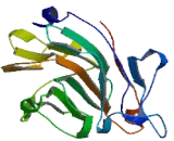 Butyrophilin Like Protein 9 (BTNL9)