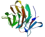 Butyrophilin Subfamily 2, Member A2 (BTN2A2)