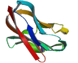 Butyrophilin Subfamily 3, Member A1 (BTN3A1)