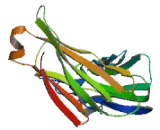 Butyrophilin Subfamily 3, Member A3 (BTN3A3)