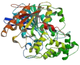 Butyrylcholinesterase (BCHE)