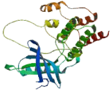 C-Mer Proto Oncogene Tyrosine Kinase (MERTK)