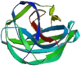 C-Myc Binding Protein 2 (MYCBP2)