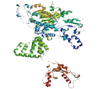 C-Myc Binding Protein Associated Protein (MYCBPAP)