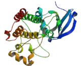 C-Src Tyrosine Kinase (CSK)