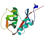 C-Type Lectin Domain Family 12, Member A (CLEC12A)