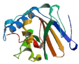 C-Type Lectin Domain Family 18, Member B (CLEC18B)