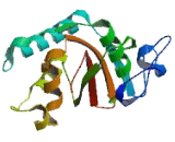 C-Type Lectin Domain Family 18, Member C (CLEC18C)