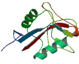 C-Type Lectin Domain Family 2, Member L (CLEC2L)