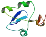 C-Type Lectin Domain Family 4, Member D (CLEC4D)