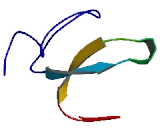 C-Type Lectin Domain Family 4, Member G (CLEC4G)