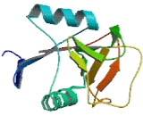 C-Type Lectin Domain Family 6, Member A (CLEC6A)