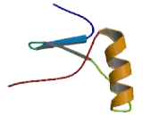 C-Type Lectin Like Protein 1 (CLECL1)