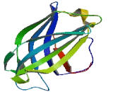 C2 Calcium Dependent Domain Containing Protein 4D (C2CD4D)