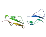 C4 Binding Protein Alpha (C4BPa)