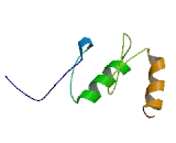 CCCTC Binding Factor (CTCF)