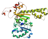 CCCTC Binding Factor Like Protein (CTCFL)