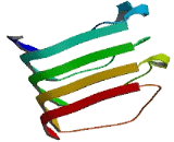 CCR4 NOT Transcription Complex Subunit 6 (CNOT6)