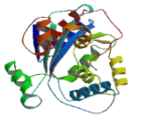 CCR4 NOT Transcription Complex Subunit 7 (CNOT7)