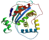 CCR4 NOT Transcription Complex Subunit 8 (CNOT8)