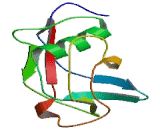 CD5 Antigen Like Protein (CD5L)