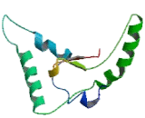 CDC42 Effector Protein 4 (CDC42EP4)