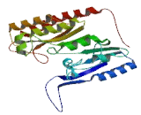 CDK5 Regulatory Subunit Associated Protein 1 (CDK5RAP1)