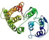 CDP Diacylglycerol Synthase 1 (CDS1)