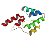 CGG Triplet Repeat Binding Protein 1 (CGGBP1)