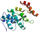 CKLF Like MARVEL Transmembrane Domain Containing Protein 3 (CMTM3)